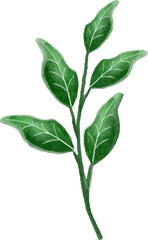 Green watercolor leaves illustration