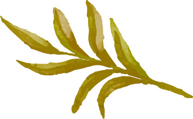 botanical watercolor element