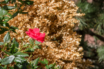 flowers in the garden