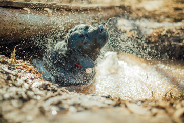 Black labrador retriever playing in a puddle of water, wet and muddy