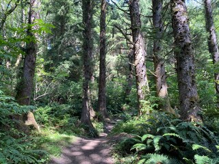 Path in the Woods of Western Oregon