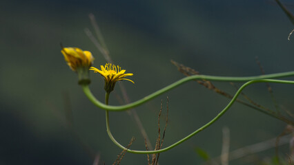 retoño de flor amarilla de montaña junto a flor ya florecida con fondo desenfocado