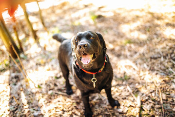 Black labrador retriever dog on a walk. Dog in the nature. Senior dog behind grass and forest