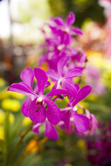 Beauty in nature - Flowers