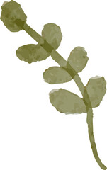 botanical watercolor element