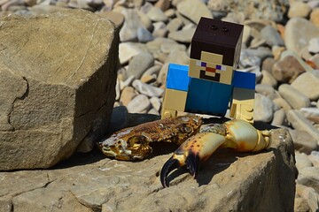 Fototapeta premium LEGO Minecraft large figure of Steve in blue shirt found dried cephalothorax and arm with claw of large coastal crab on shoreline rock, pebble beach stones in background. 