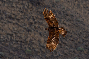 Backlit Golden Eagle , Aquila chrysaetos, close up flying in the Nevada desert.