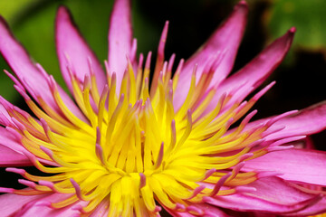Pink yellow lotus flower in close-up