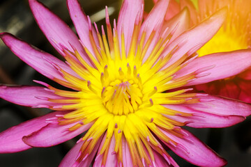 Pink yellow lotus flower in close-up