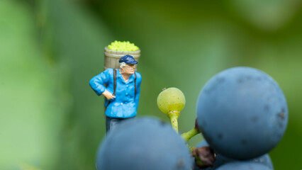 Winzer, Weinanbau, Wein, Weinberge