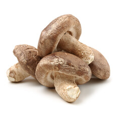 Shiitake mushroom on the White background 