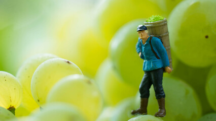 Winzer, Weinanbau, Wein, Weinberge
