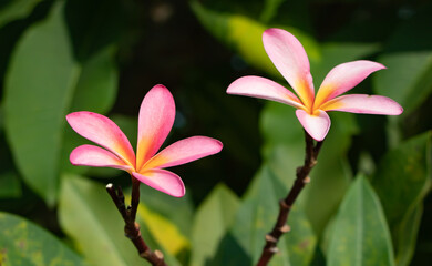 Fototapeta na wymiar Pink flowers in the garden 
