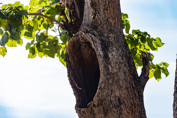 Obraz premium Hollow tree trunk with natural cavity and bright green leaves in sunlight against blue sky, symbolizing nature, forest ecology, and wildlife habitat. Perfect for concepts of environmental conservation