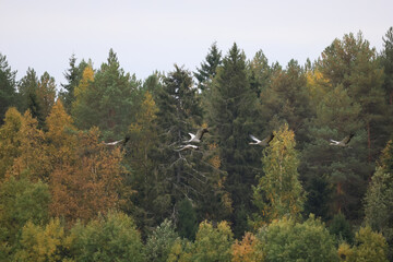 cranes in the field landscape many birds flock
