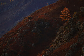 Fototapeta na wymiar lonely yellow larch, tree autumn mountain landscape