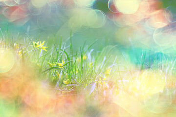 glare sun bokeh background wild spring flowers