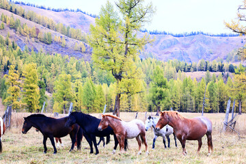 Obraz premium horses running across the steppe, dynamic freedom herd