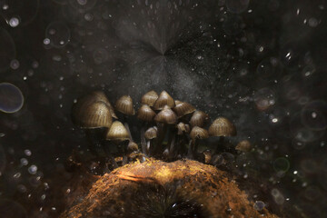 little toadstools magic mushrooms nature forest abstract