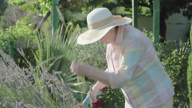 An elderly woman cuts a lavender bush in her garden.