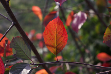red and green foliage backlit by the sun on an autumn day