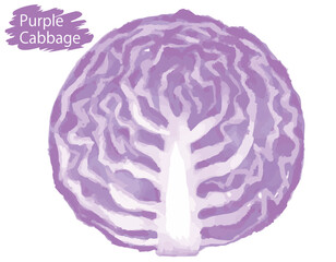 水彩風の野菜、紫キャベツ。ベクターイラスト素材
