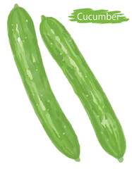 水彩風の野菜、キュウリ。ベクターイラスト素材
