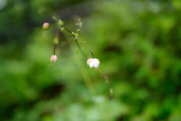 レンゲショウマ