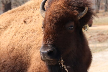 Obraz premium American bison in winter closeup