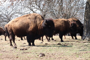 american bison in park