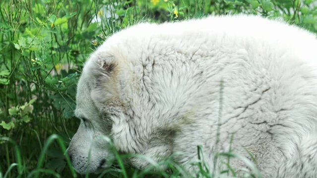 A white dog alabai lies down in green grass. Portrait plan, summer day.
