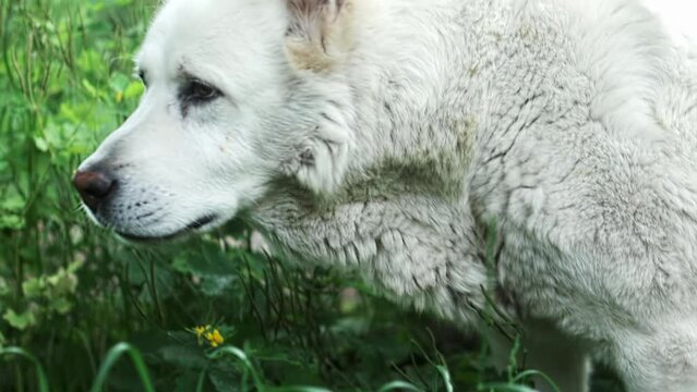 White dog alabai eats something in green grass, then raises its head, looks around, looks at camera, yawns and turns away. Portrait plan, summer day.