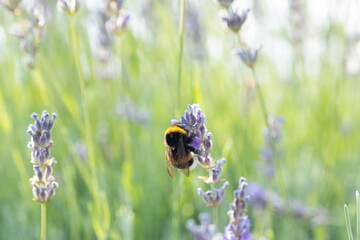 Bumblebee in flowers in north macedonia