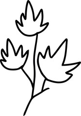 botanical line art