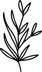 botanical line art