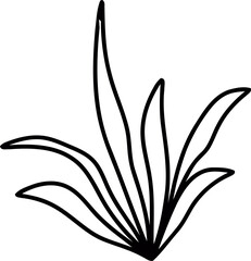 botanical wildflower line art