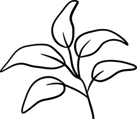 botanical wildflower line art