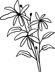 botanical wildflower line art
