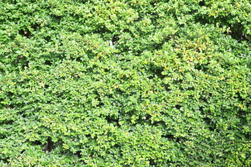 Green leaves wall background 