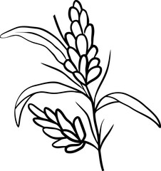 botanical wildflower line art