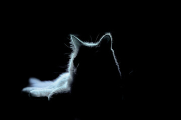 cat on a black background