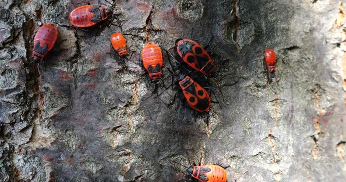 The firebug, Pyrrhocoris apterus, is a common insect of the family Pyrrhocoridae. Shooting macro.