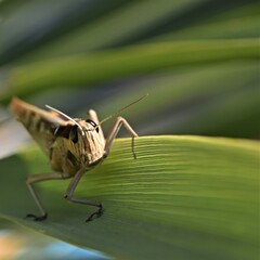 close up of a big Grasshopper