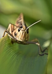 close up of a big Grasshopper