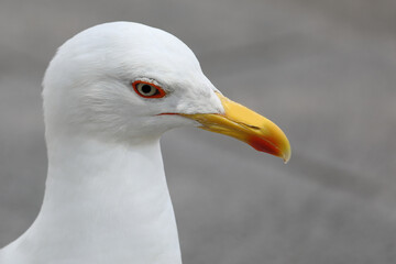 White-headed Seagull with yellow beak