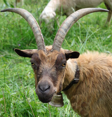 snout of the goat with long horns while grazing the grass