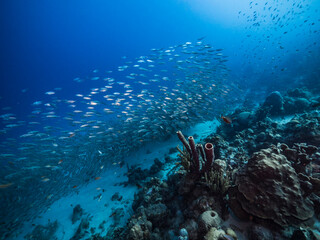 Seascape with Bait Ball, School of Fish, Mackerel fish in the coral reef of the Caribbean Sea, Curacao