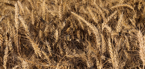 ears of organic wheat grown without the use of chemical pesticides almost ready for harvest