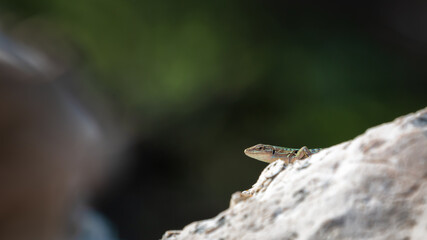 The lizard basks in the sun