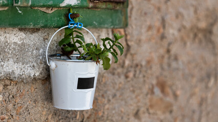 A small potted plant on the window